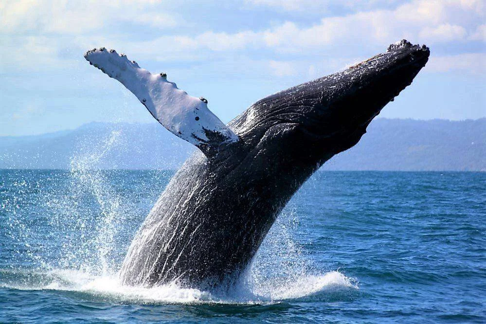 Whale Watching