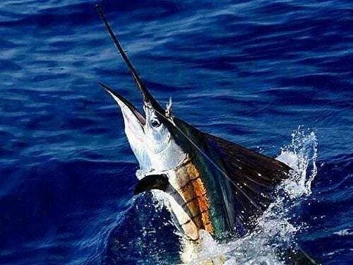 Deep Sea Fishing